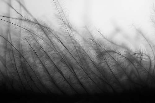 desktop wallpapers grayscale photography of grass field desktop backgrounds